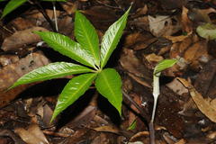 Arisaema leschenaultii
